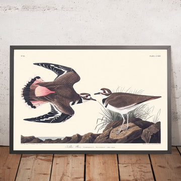 Plover Kildeer di John James Audubon, 1827 