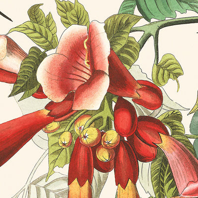 Colibrí de garganta rubí por John James Audubon, 1827 