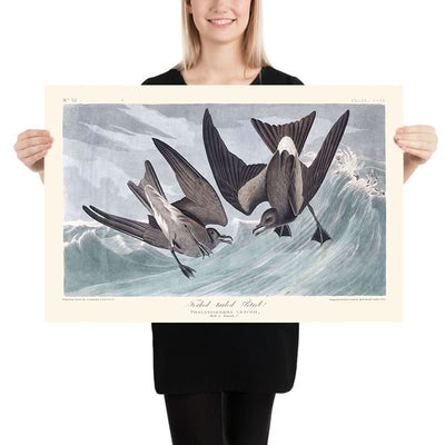 Gabelschwanz-Sturmvogel von John James Audubon, 1827 