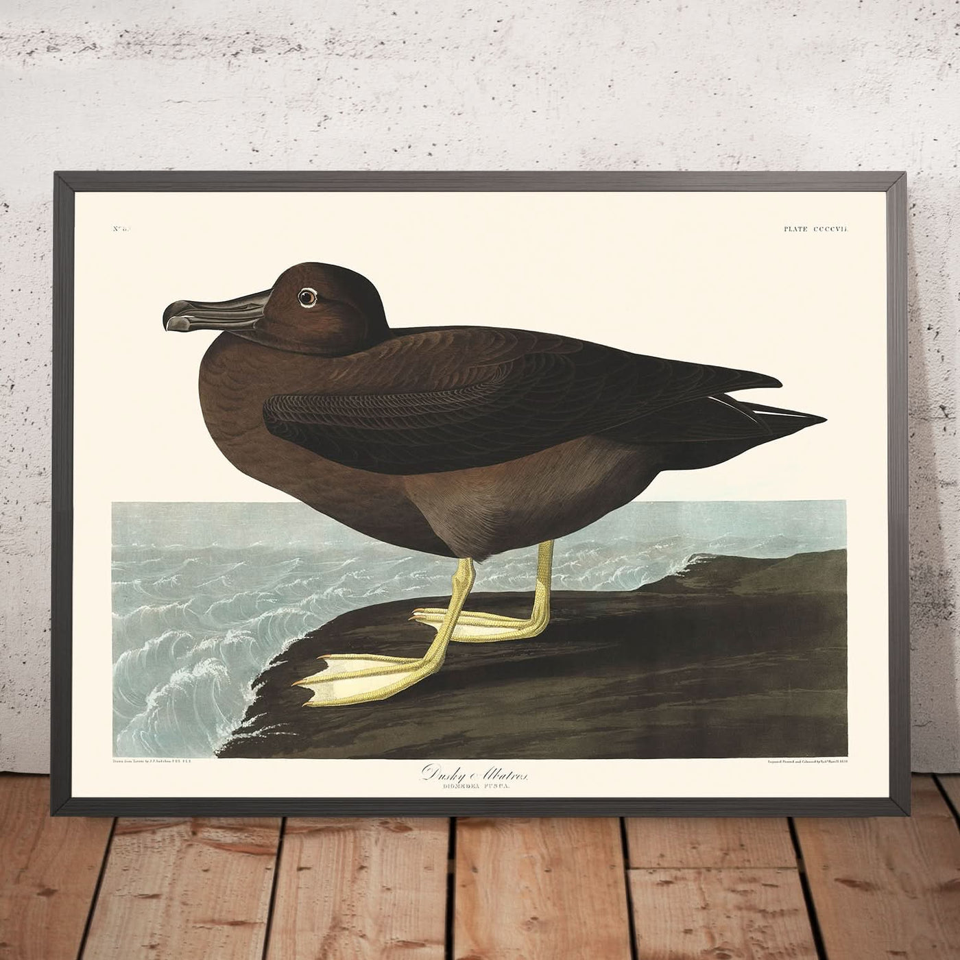 Albatros oscuros, de John James Audubon, 1827