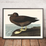 Albatros Grigio di John James Audubon, 1827 
