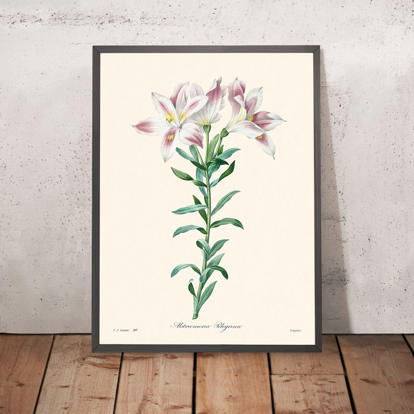 Peruvian Lily by Pierre-Joseph Redouté, 1827