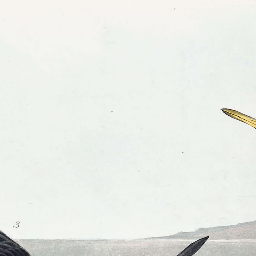 Roter Phalarope von John James Audubon, 1827 