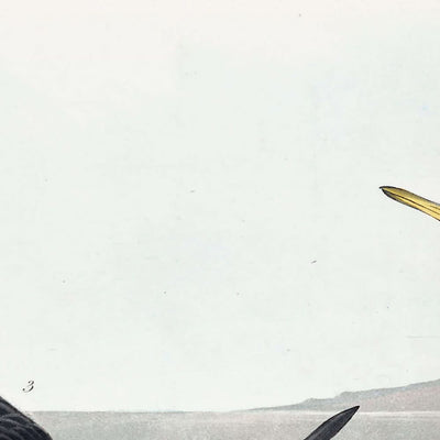 Roter Phalarope von John James Audubon, 1827 