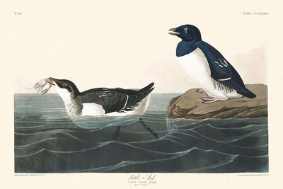 Little Auk by John James Audubon, 1827