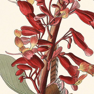 Großer Carolina-Wren von John James Audubon, 1827 