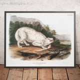 White American Wolf (Canis lupus) by John Woodhouse Audubon, 1845