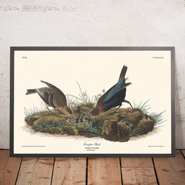 Kuhstallvogel von John James Audubon, 1827 