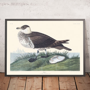 Jäger von John James Audubon, 1827 