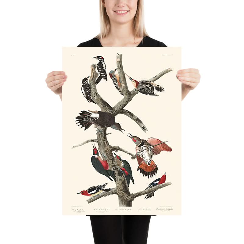 Haarspecht, Rotbauchspecht, Rotstirnspecht, Lewis-Specht, Rotbrustspecht von Audubon, 1827 