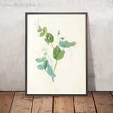 Garden Pea (Pisum sativum, Plate 14) by Pierre Joseph Redouté, 1805