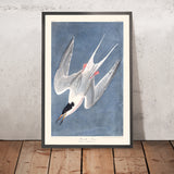 Tern roseo di John James Audubon, 1827 