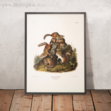 A framed image of 