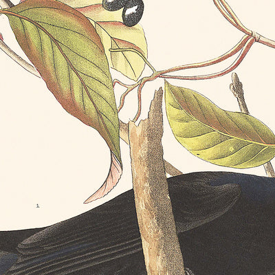 Grackle Oxidado de John James Audubon 1827 