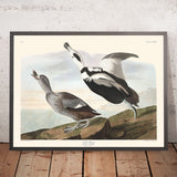 Anatra Piede di John James Audubon, 1827 