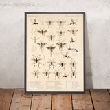 Bees, Wasps and Ants (Hymenoptera, Plate 17) by Frederick DuCane Godman, 1879
