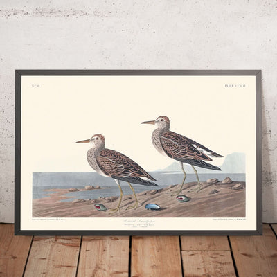 Pectoral Sandpiper by John James Audubon, 1827