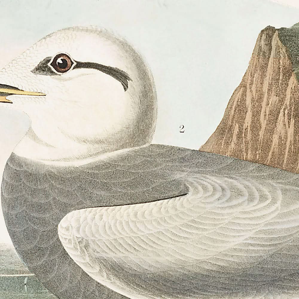Havell's Tern and Trudeau's Tern by John James Audubon, 1827