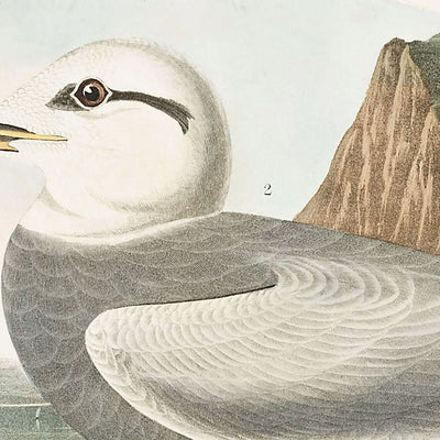 Havell's Tern and Trudeau's Tern by John James Audubon, 1827