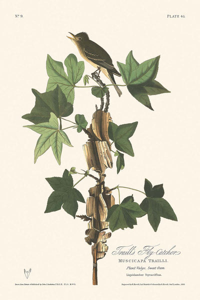 Traill's Fliegenfänger von John James Audubon 1827 
