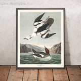 Smew, o Nun Bianca di John James Audubon, 1827 