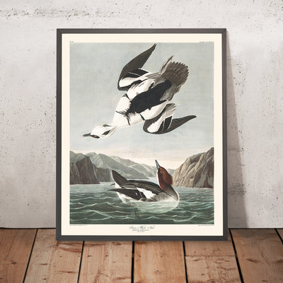 A framed image of Smew, or White Nun by John James Audubon, 1827