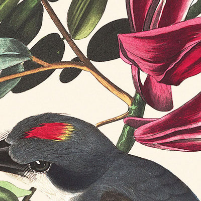Piping Flycatcher by John James Audubon, 1827
