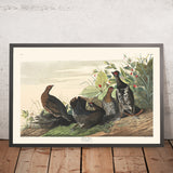 Fagiano maculato di John James Audubon 1827 