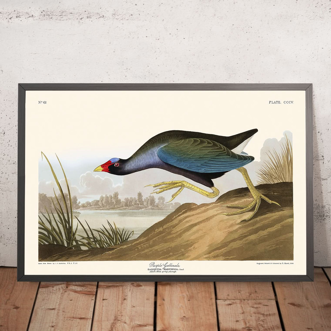 Purple Gallinule by John James Audubon, 1827