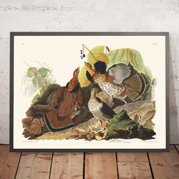Gerahmtes Bild eines Kragenhuhns von John James Audubon, 1827