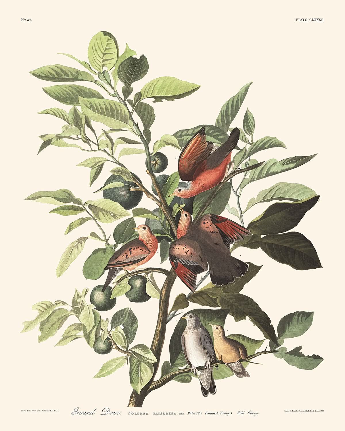 Ground Dove Plate 182 by John James Audubon 1827