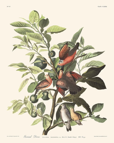 Ground Dove Plate 182 by John James Audubon 1827