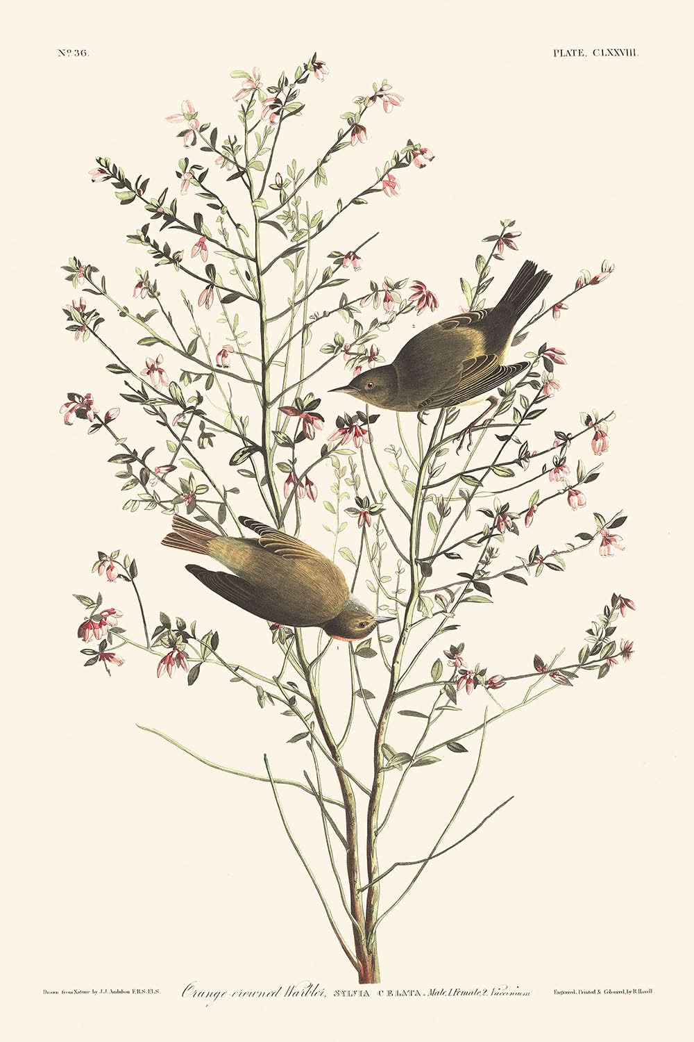 Orange-crowned Warbler by John James Audubon, 1827