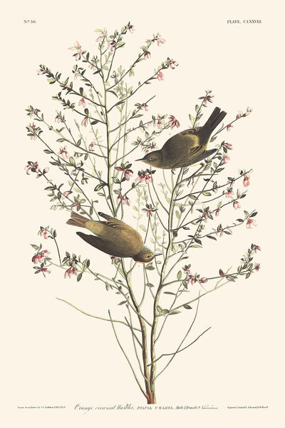 Orange-crowned Warbler by John James Audubon, 1827