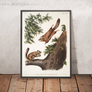 A framed image of 