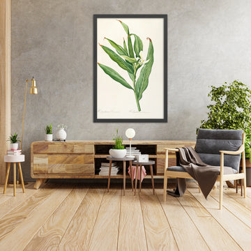 A framed image of Hedychium Coranatum (Plate 16) by Pierre Joseph Redouté, 1805