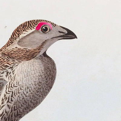 El Gallo de las Llanuras por John James Audubon, 1827 