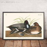 Scaup Duck by John James Audubon 1827