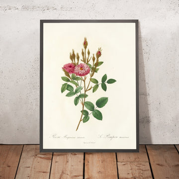 A framed image of Rosa Pomponiana Muscosa by Pierre Joseph Redouté, 1817