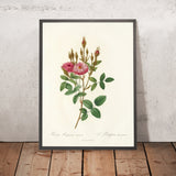 Rosa Pomponiana Muscosa by Pierre Joseph Redouté, 1817