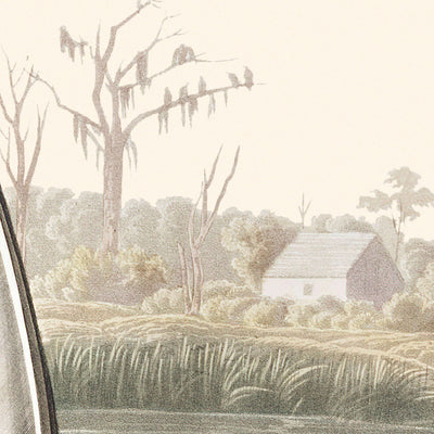Bécassine ou Bécasse par John James Audubon 1827 