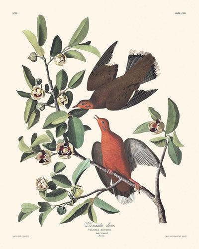 Colombe Zenaida par John James Audubon 1827 