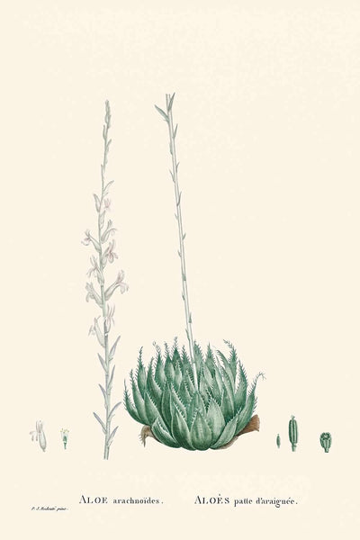 Telaraña Aloe de Pierre-Joseph Redouté, 1802