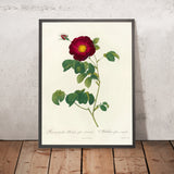 Rosa gallica Maheka (Flore Subsimplici) by Pierre Joseph Redouté, 1817