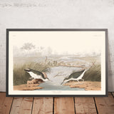 Spotted Sandpiper von John James Audubon, 1827 