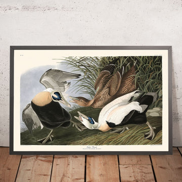 Anatra Eider di John James Audubon, 1827 
