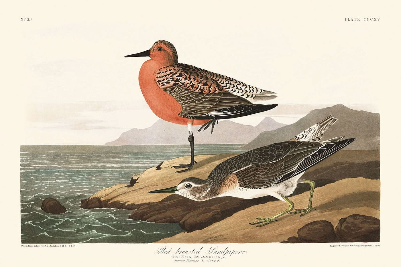 Red-breasted Sandpiper by John James Audubon, 1827