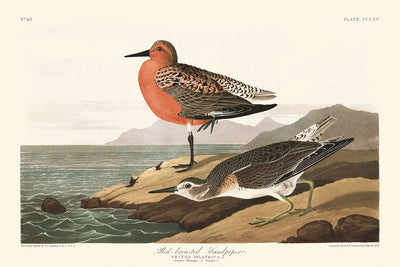 Red-breasted Sandpiper by John James Audubon, 1827