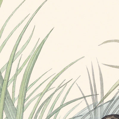 Aguja Solitaria por John James Audubon 1827 