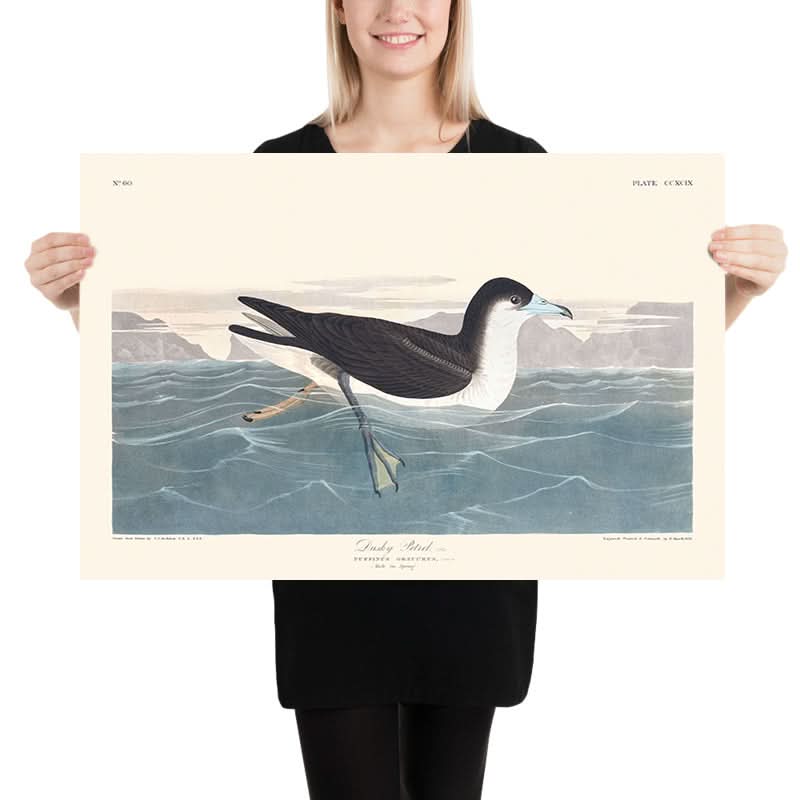 Petrel oscuro de John James Audubon, 1827 